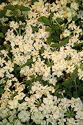 Lanai Upright Lime Green Verbena (Verbena 'Lanai Upright Lime Green') at Lakeshore Garden Centres