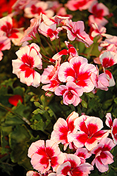 Americana Rose Mega Splash Geranium (Pelargonium 'Americana Rose Mega Splash') at Lakeshore Garden Centres