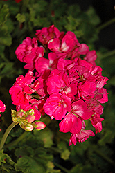 Rocky Mountain Deep Rose Geranium (Pelargonium 'Rocky Mountain Deep Rose') at Lakeshore Garden Centres