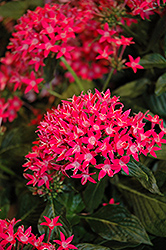 Starcluster Rose Star Flower (Pentas lanceolata 'Starcluster Rose') at Lakeshore Garden Centres