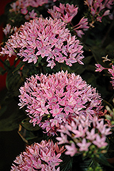 Starcluster Lavender Star Flower (Pentas lanceolata 'Starcluster Lavender') at Lakeshore Garden Centres