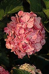 Peppermint Swirl Hydrangea (Hydrangea macrophylla 'Dancing Angel') at Lakeshore Garden Centres