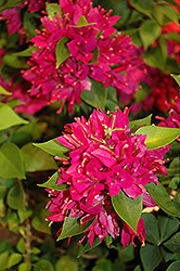 Sunvillea Rose Bougainvillea (Bougainvillea 'Koiro') at Lakeshore Garden Centres