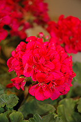 Fantasia Cranberry Sizzle Geranium (Pelargonium 'Fantasia Cranberry Sizzle') at Lakeshore Garden Centres