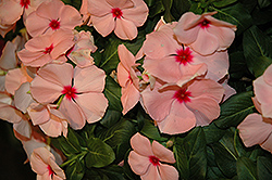 Cora Cascade Apricot Vinca (Catharanthus roseus 'Cora Cascade Apricot') at Lakeshore Garden Centres