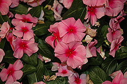 Cora Cascade Strawberry Vinca (Catharanthus roseus 'Cora Cascade Strawberry') at Lakeshore Garden Centres