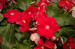 Cora Cascade Cherry Vinca (Catharanthus roseus 'Cora Cascade Cherry') at Lakeshore Garden Centres