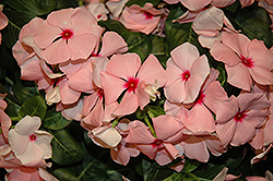 Cora Apricot Vinca (Catharanthus roseus 'Cora Apricot') at Lakeshore Garden Centres