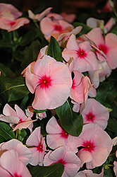 Nirvana Pink Blush Vinca (Catharanthus roseus 'Nirvana Pink Blush') at Lakeshore Garden Centres