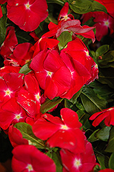 Nirvana Red Vinca (Catharanthus roseus 'Nirvana Red') at A Very Successful Garden Center