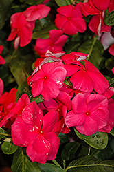 Nirvana Rose Vinca (Catharanthus roseus 'Nirvana Rose') at Lakeshore Garden Centres