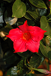 Rio Hot Pink Mandevilla (Mandevilla 'Rio Hot Pink') at Lakeshore Garden Centres