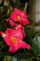 Rio Pink Mandevilla (Mandevilla 'Rio Pink') at Lakeshore Garden Centres