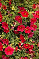 Callie Bright Red Calibrachoa (Calibrachoa 'Callie Bright Red') at Lakeshore Garden Centres