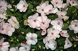 Xtreme Bright Eye Impatiens (Impatiens 'Xtreme Bright Eye') at Lakeshore Garden Centres