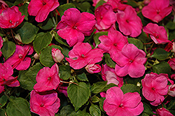 Xtreme Bright Rose Impatiens (Impatiens 'Xtreme Bright Rose') at Lakeshore Garden Centres