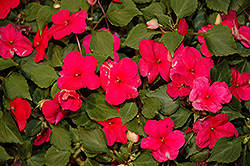 Xtreme Punch Impatiens (Impatiens 'Xtreme Punch') at Lakeshore Garden Centres