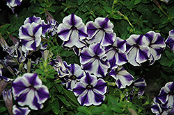 Glow Blue Stardust Petunia (Petunia 'Glow Blue Stardust') at Lakeshore Garden Centres