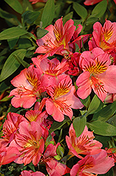 Colorita Eliane Alstroemeria (Alstroemeria 'Zaprielia') at Lakeshore Garden Centres