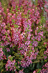 Sungelonia Deep Blue Angelonia (Angelonia angustifolia 'Sungelonia Deep Blue') at Lakeshore Garden Centres