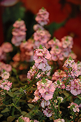 Sundiascia Upright Blush Pink Twinspur (Diascia 'Sunjodipi') at Lakeshore Garden Centres