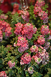 Sundiascia Upright Rose Pink Twinspur (Diascia 'Sunjodiropi') at Lakeshore Garden Centres