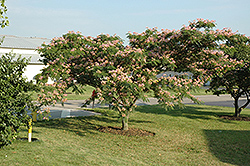 Rosea Mimosa (Albizia julibrissin 'Rosea') at Lakeshore Garden Centres