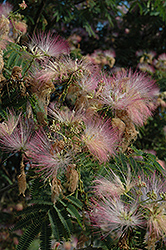 Rosea Mimosa (Albizia julibrissin 'Rosea') at Lakeshore Garden Centres