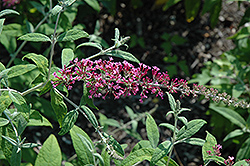 Pink Spreader Butterfly Bush (Buddleia davidii 'Pink Spreader') at Lakeshore Garden Centres