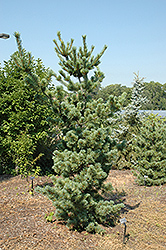 Tempelhof Japanese White Pine (Pinus parviflora 'Tempelhof') at Lakeshore Garden Centres