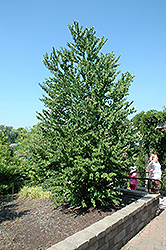 Katsura Tree (Cercidiphyllum japonicum) at Peter Knippel Garden Centre