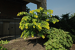 Hearts of Gold Redbud (Cercis canadensis 'Hearts of Gold') at Lakeshore Garden Centres