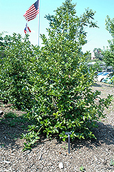 Wirt L. Winn Holly (Ilex x koehneana 'Wirt L. Winn') at Lakeshore Garden Centres