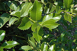 Wirt L. Winn Holly (Ilex x koehneana 'Wirt L. Winn') at Lakeshore Garden Centres