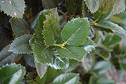 Liberty Holly (Ilex 'Conty') at Lakeshore Garden Centres