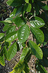 Penwood Weeper Black Gum (Nyssa sylvatica 'Penwood Weeper') at Lakeshore Garden Centres