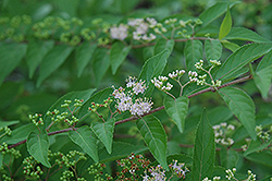 Issai Beautyberry (Callicarpa dichotoma 'Issai') at Lakeshore Garden Centres