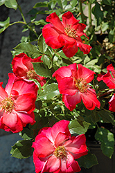 Yabba Dabba Doo Rose (Rosa 'WEKruneflo') at Lakeshore Garden Centres