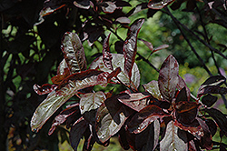 Mt. St. Helens Plum (Prunus cerasifera 'Mt. St. Helens') at Lakeshore Garden Centres