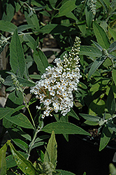 White Feather Butterfly Bush (Buddleia davidii 'White Feather') at Lakeshore Garden Centres