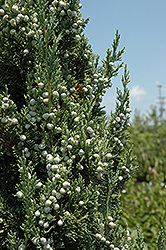Trautman Juniper (Juniperus chinensis 'Trautman') at Lakeshore Garden Centres