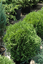 Tom Thumb Arborvitae (Thuja occidentalis 'Tom Thumb') at Lakeshore Garden Centres