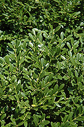 Franklin's Gem Boxwood (Buxus microphylla 'Franklin's Gem') at Lakeshore Garden Centres