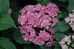 Expression Hydrangea (Hydrangea macrophylla 'Rie 06') at Lakeshore Garden Centres