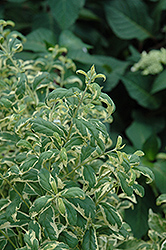 Duet Variegated Beautyberry (Callicarpa dichotoma 'Duet') at Lakeshore Garden Centres