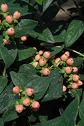Hypearls Renu St. John's Wort (Hypericum 'Hypearls Renu') at Lakeshore Garden Centres