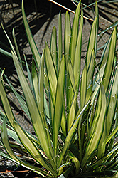 Garland Gold Adam's Needle (Yucca filamentosa 'Garland Gold') at Lakeshore Garden Centres