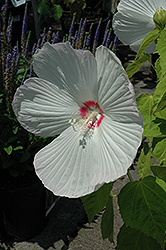 Pinot Grigio Hibiscus (Hibiscus 'Yopinot') at Lakeshore Garden Centres