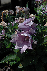 Astra Double Lavender Balloon Flower (Platycodon grandiflorus 'Astra Double Lavender') at Lakeshore Garden Centres