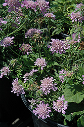 Pink Diamonds Pincushion Flower (Scabiosa japonica 'Pink Diamonds') at Lakeshore Garden Centres